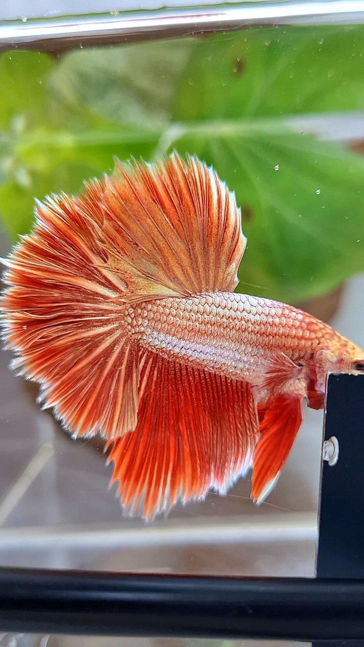 LUXURY HALFMOON ROSETAIL SUPER ROSEGOLD BETTA FISH