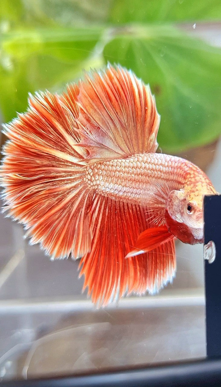 LUXURY HALFMOON ROSETAIL SUPER ROSEGOLD BETTA FISH