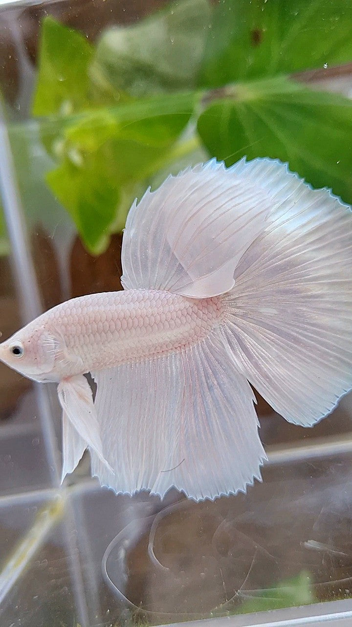 HALFMOON ROSETAIL WHITE PLATINUM BETTA FISH