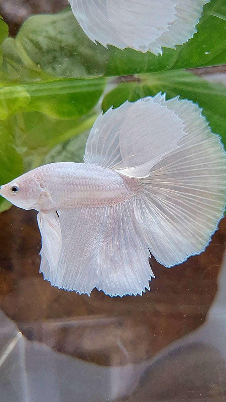 HALFMOON ROSETAIL WHITE PLATINUM BETTA FISH