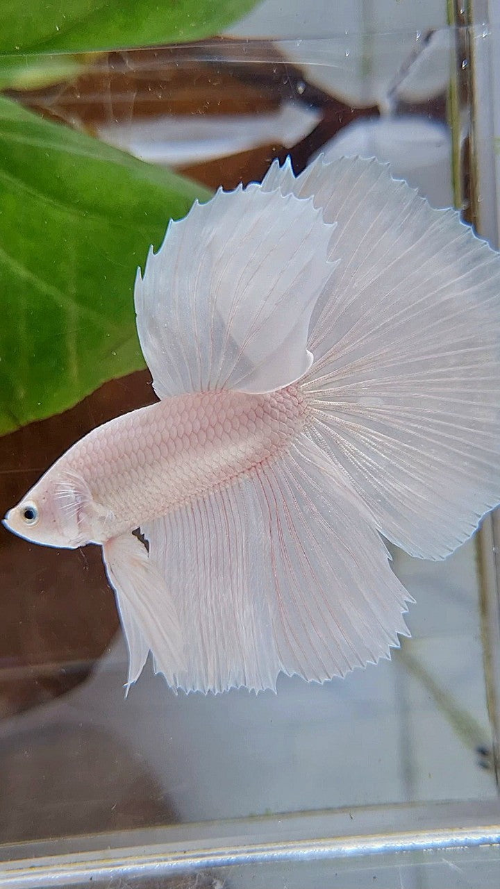 HALFMOON ROSETAIL WHITE PLATINUM BETTA FISH