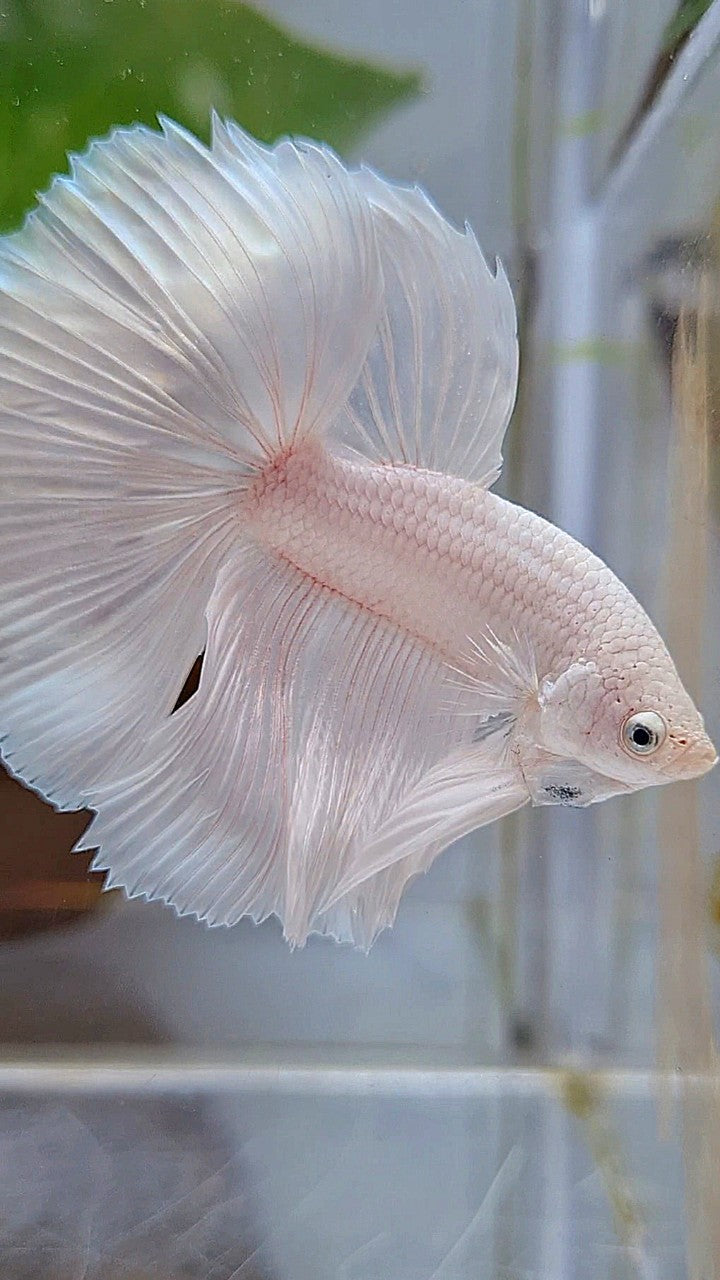 HALFMOON ROSETAIL WHITE PLATINUM BETTA FISH