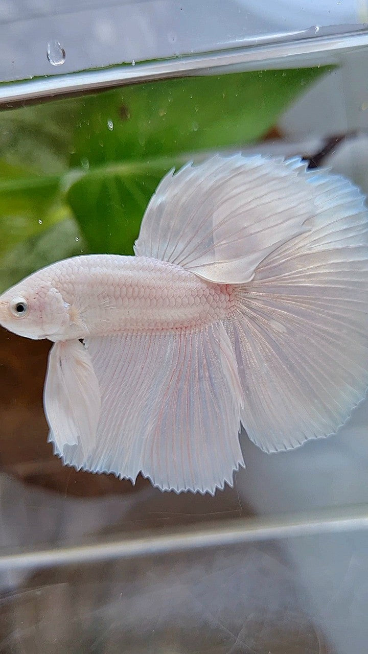 HALFMOON ROSETAIL WHITE PLATINUM BETTA FISH
