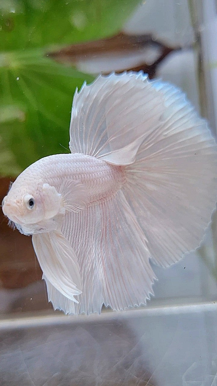 HALFMOON ROSETAIL WHITE PLATINUM BETTA FISH
