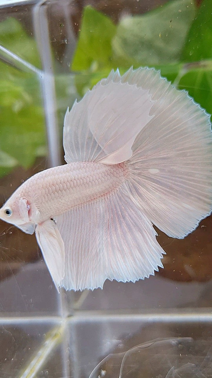 HALFMOON ROSETAIL WHITE PLATINUM BETTA FISH