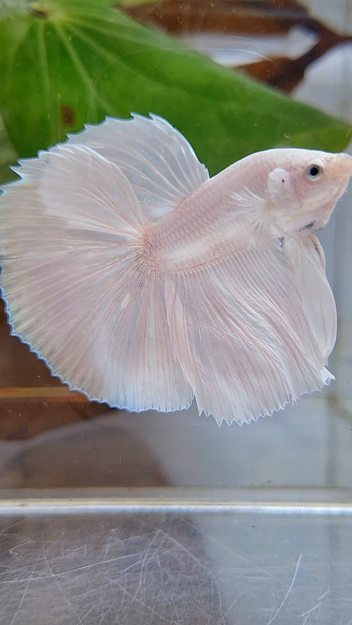 HALFMOON ROSETAIL WHITE PLATINUM BETTA FISH