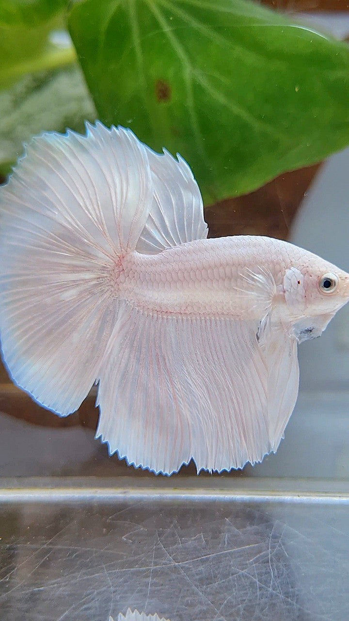 HALFMOON ROSETAIL WHITE PLATINUM BETTA FISH