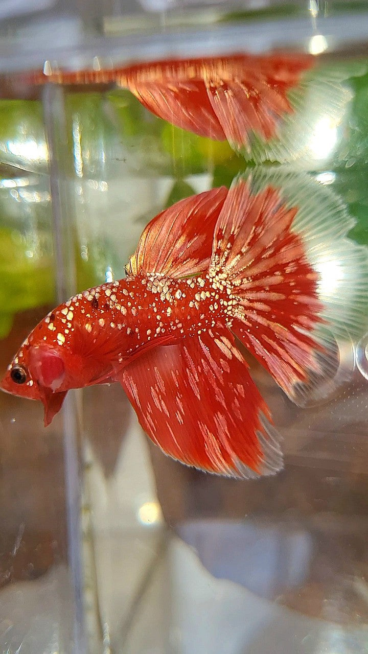 HALFMOON RED GOLDSTAR GALAXY RGG BETTA FISH