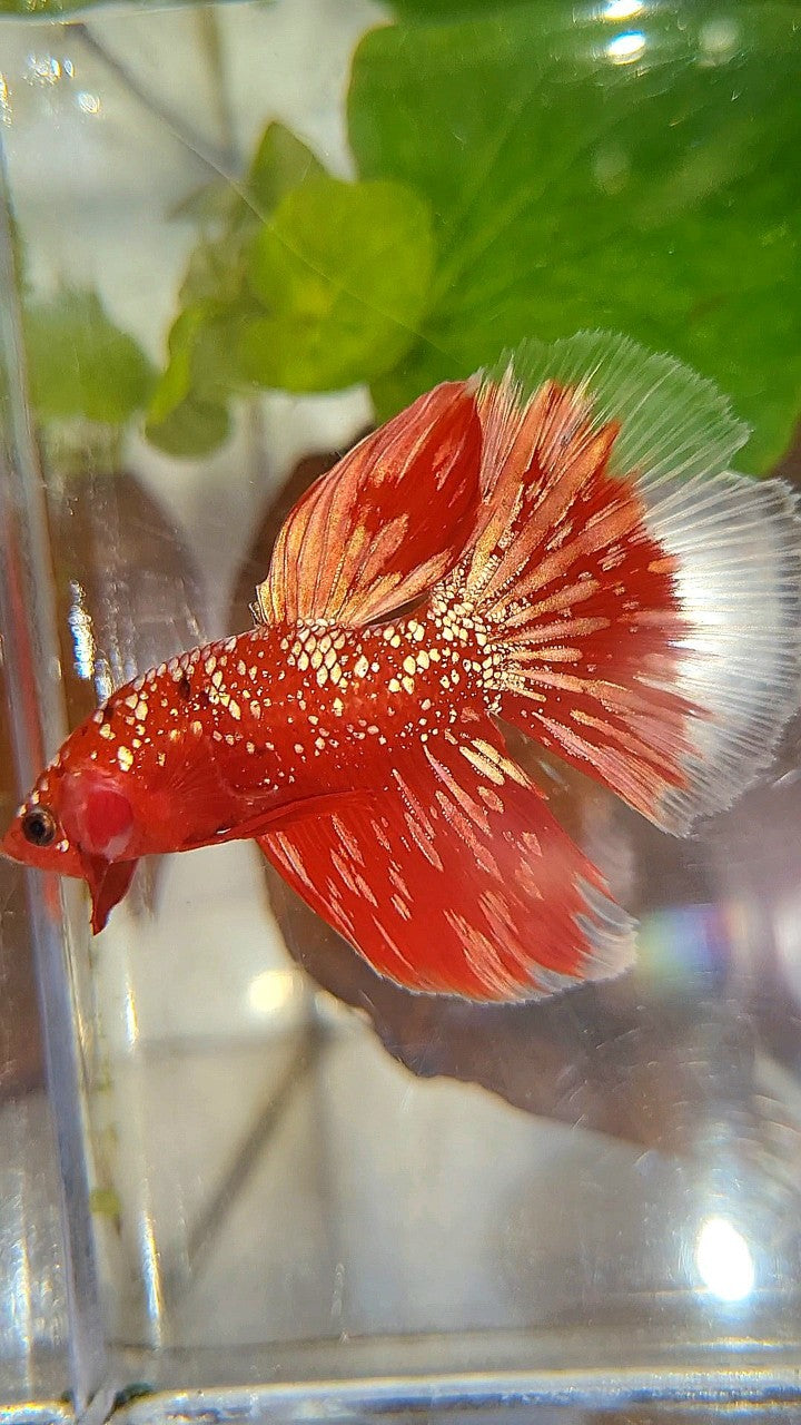 HALFMOON RED GOLDSTAR GALAXY RGG BETTA FISH