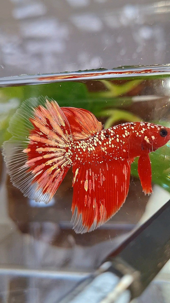 HALFMOON RED GOLDSTAR GALAXY RGG BETTA FISH