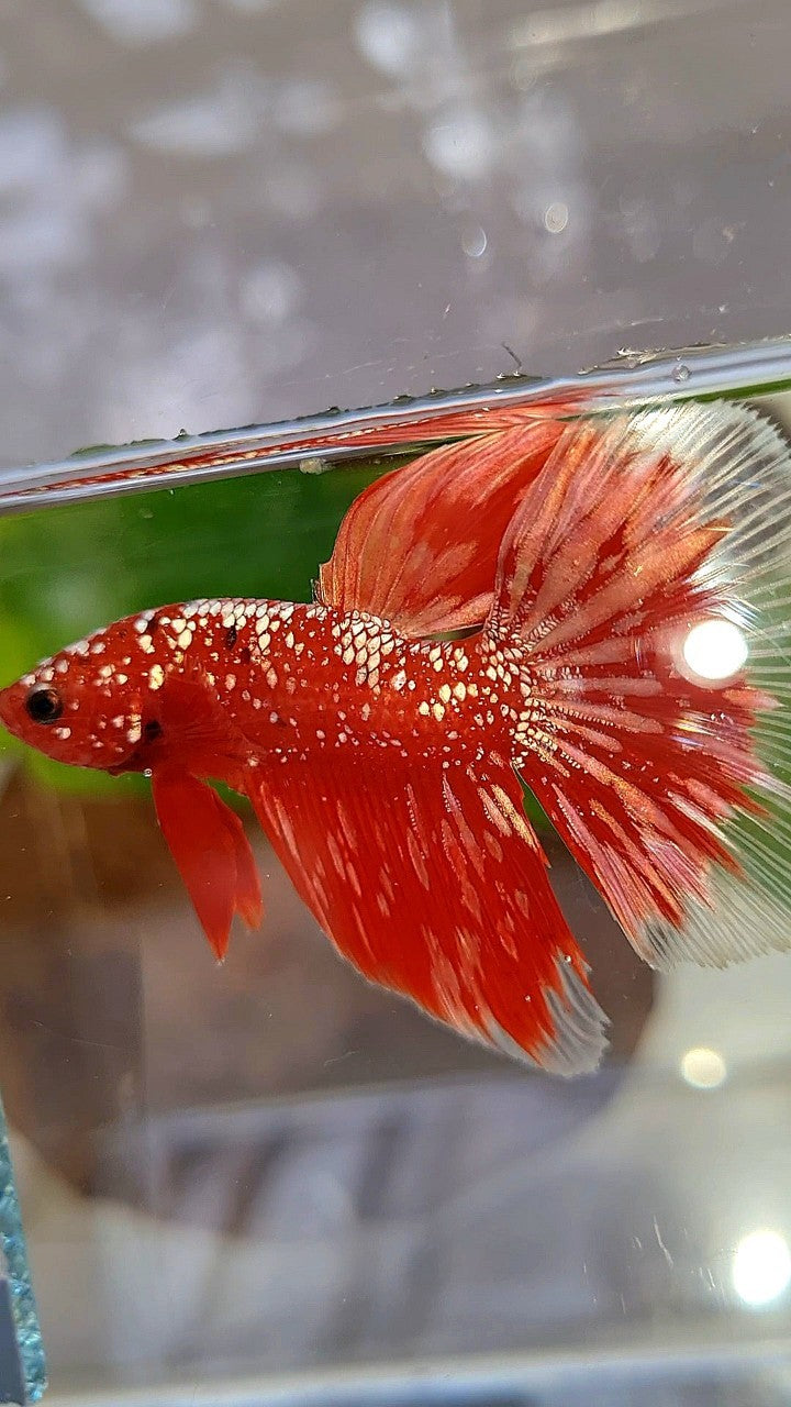 HALFMOON RED GOLDSTAR GALAXY RGG BETTA FISH