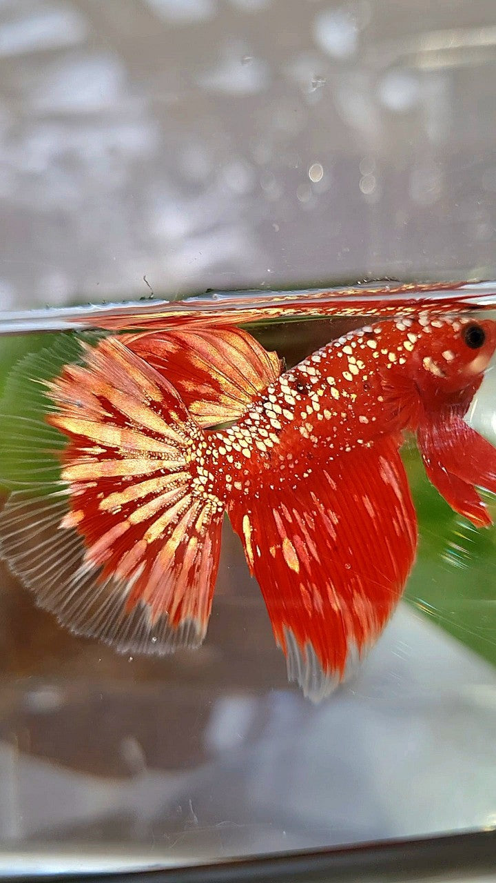 HALFMOON RED GOLDSTAR GALAXY RGG BETTA FISH