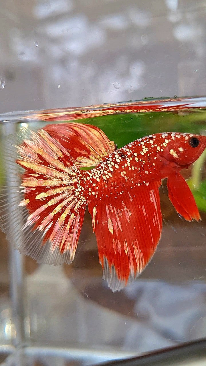 HALFMOON RED GOLDSTAR GALAXY RGG BETTA FISH