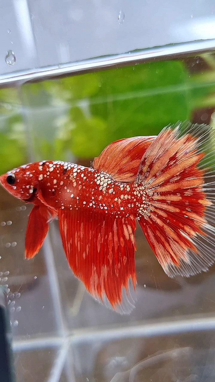 HALFMOON RED GOLDSTAR GALAXY RGG BETTA FISH