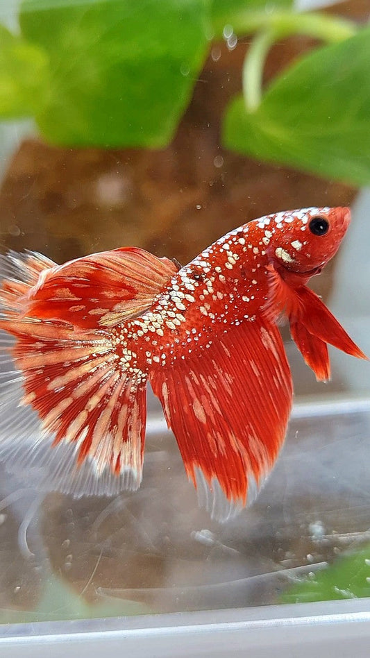 HALFMOON RED GOLDSTAR GALAXY RGG BETTA FISH