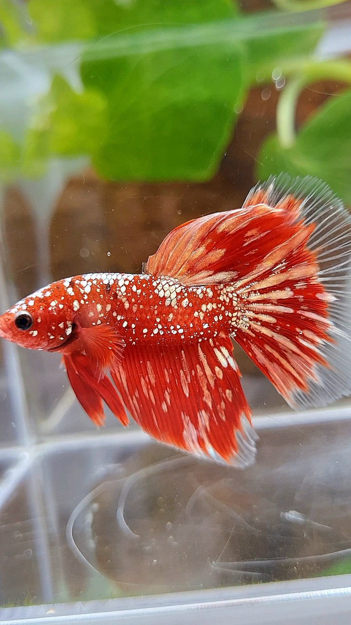HALFMOON RED GOLDSTAR GALAXY RGG BETTA FISH