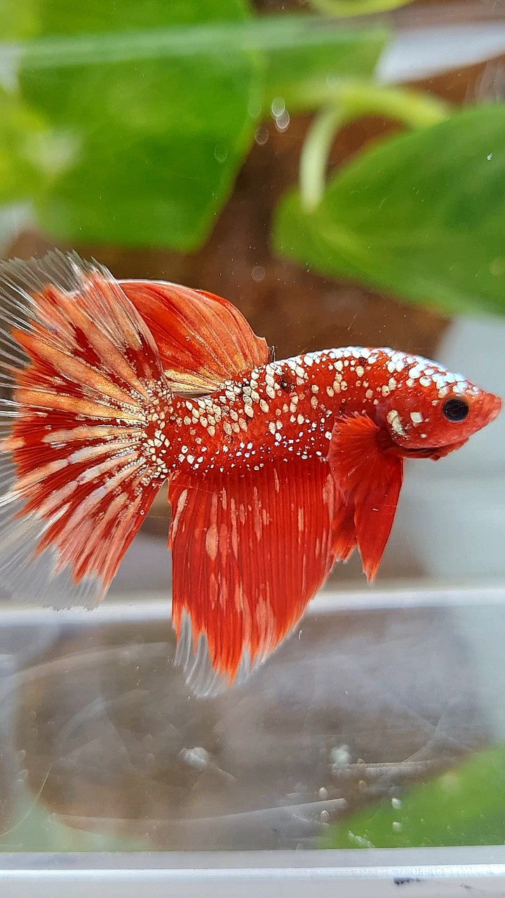 HALFMOON RED GOLDSTAR GALAXY RGG BETTA FISH