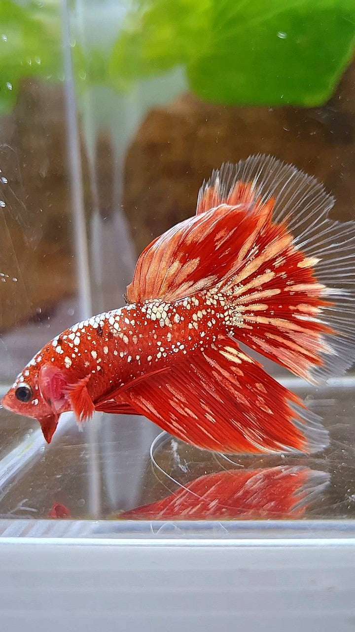 HALFMOON RED GOLDSTAR GALAXY RGG BETTA FISH