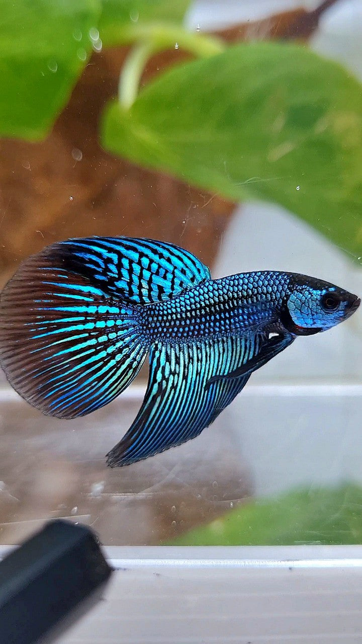 LONGFIN ALIEN GREEN HYBRID WILD BETTA FISH