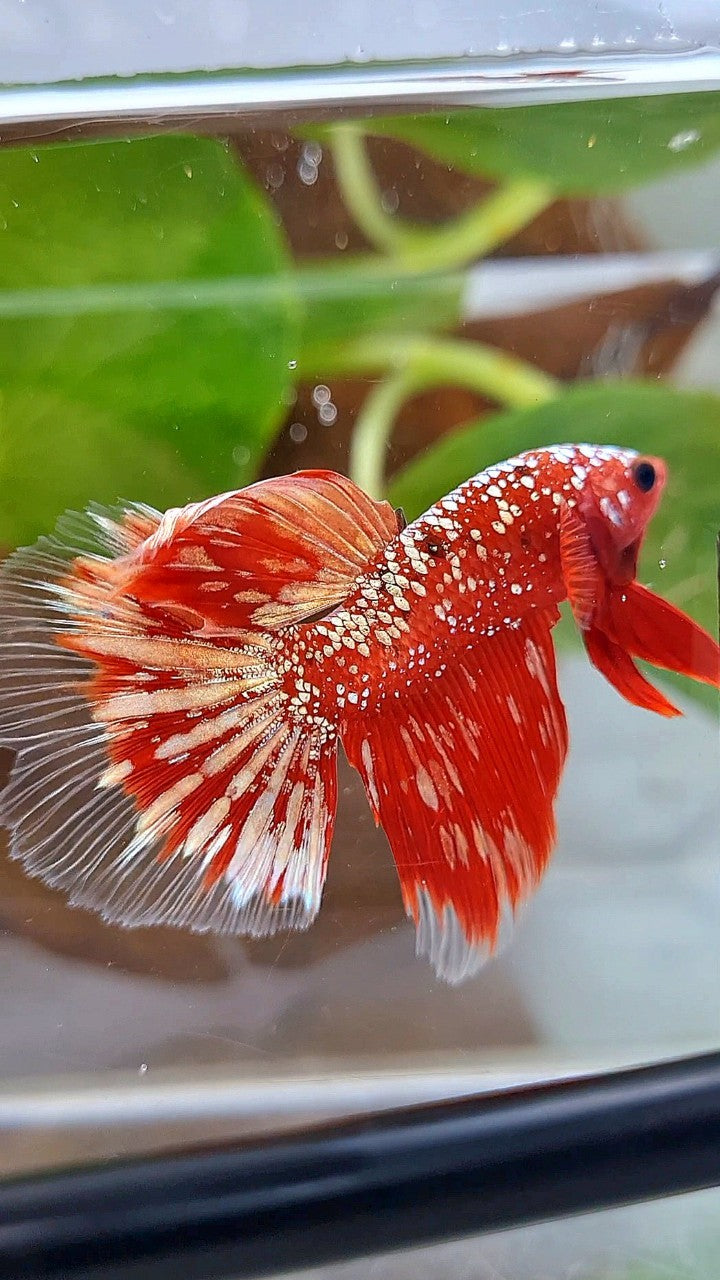 HALFMOON RED GOLDSTAR GALAXY RGG BETTA FISH