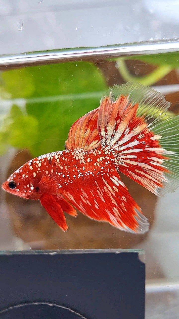 HALFMOON RED GOLDSTAR GALAXY RGG BETTA FISH
