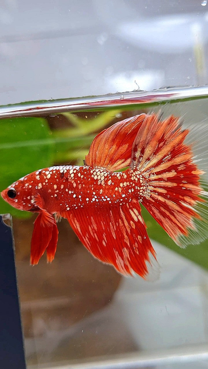 HALFMOON RED GOLDSTAR GALAXY RGG BETTA FISH