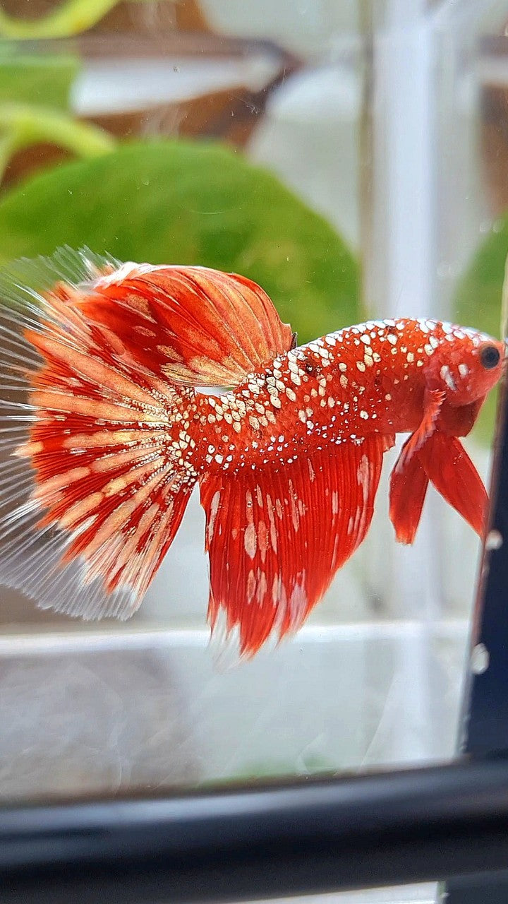 HALFMOON RED GOLDSTAR GALAXY RGG BETTA FISH