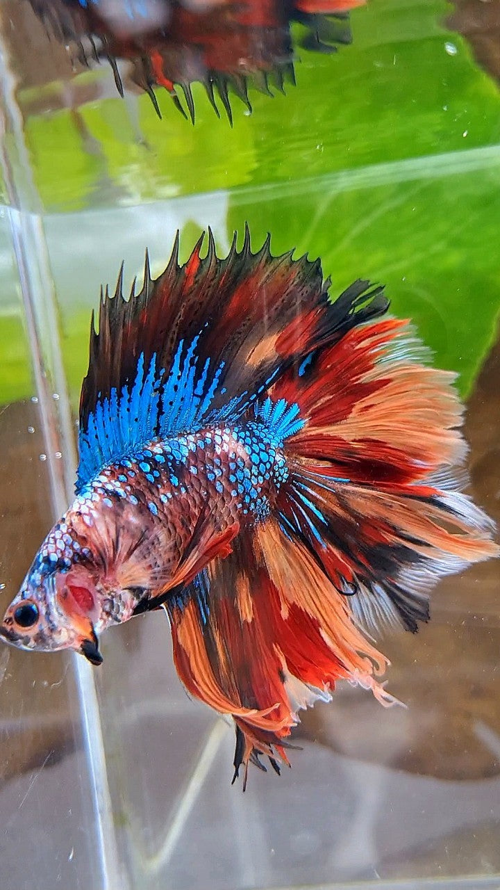 HALFMOON DOUBLE TAIL FIRE GALAXY MULTICOLOR BETTA FISH