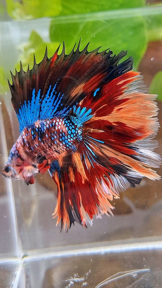 HALFMOON DOUBLE TAIL FIRE GALAXY MULTICOLOR BETTA FISH