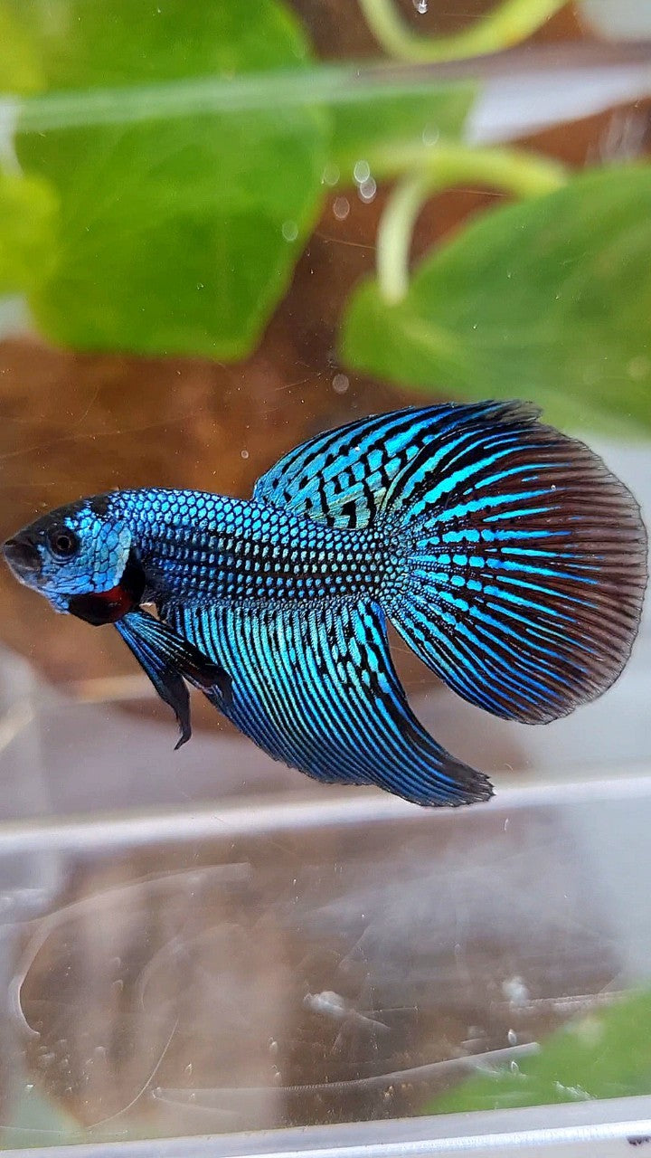 LONGFIN ALIEN GREEN HYBRID WILD BETTA FISH