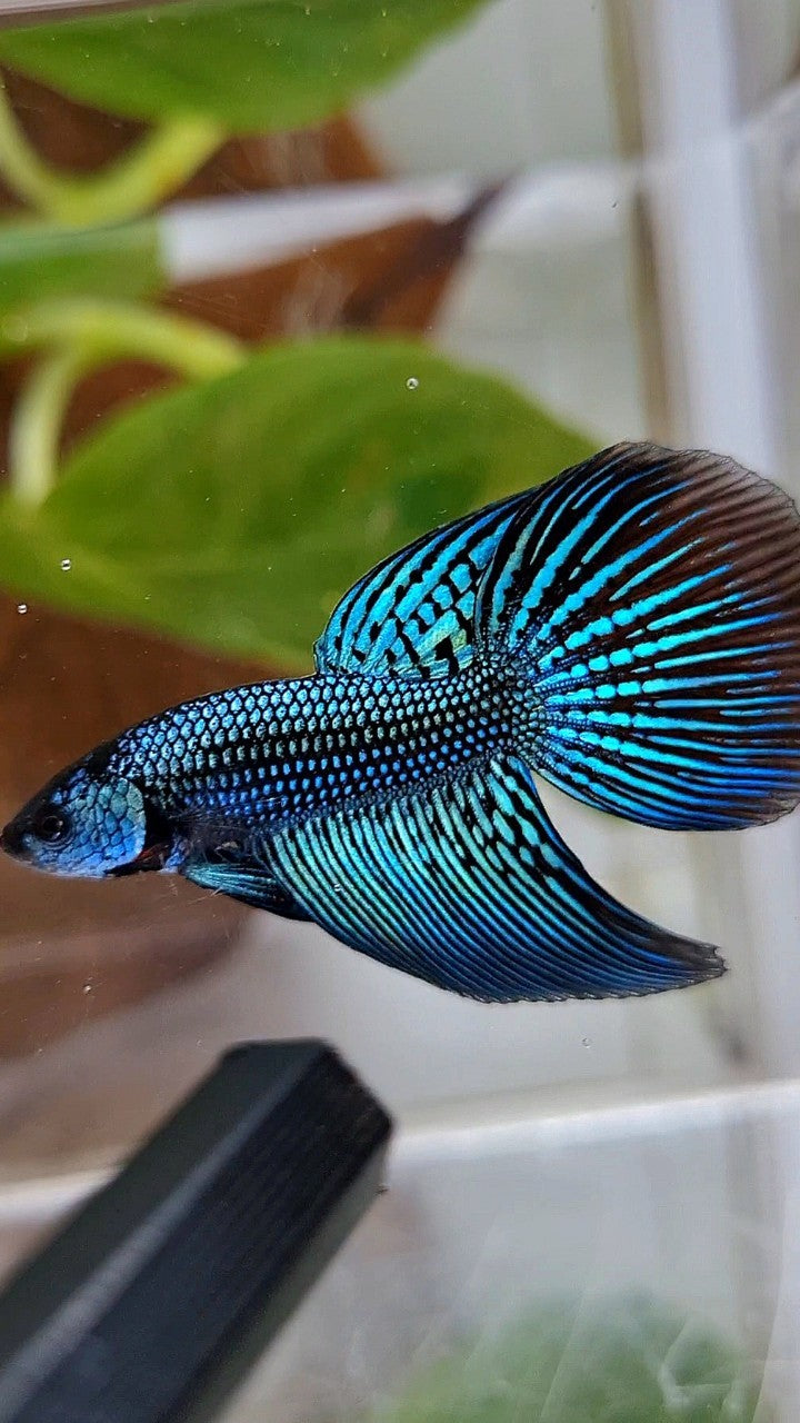 LONGFIN ALIEN GREEN HYBRID WILD BETTA FISH
