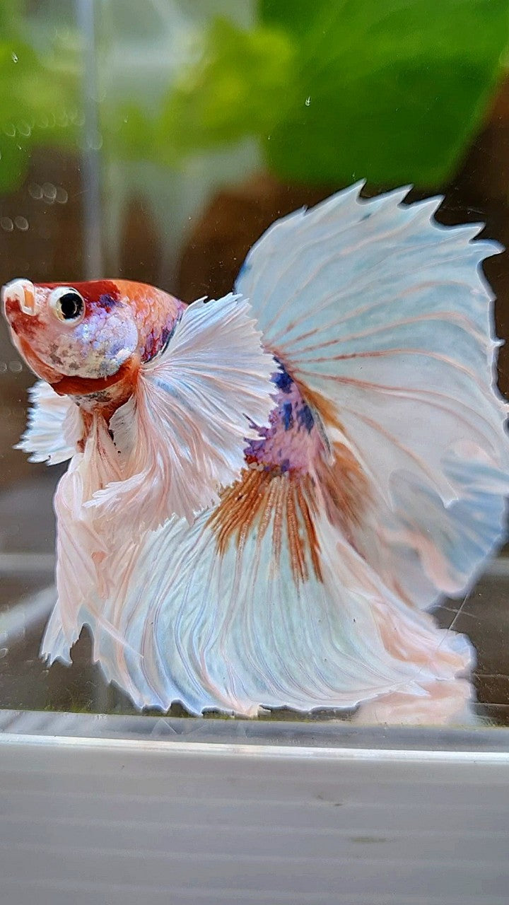 LUXURY HALFMOON DUMBO EAR ROSETAIL WHITE CANDY MULTICOLOR BETTA FISH