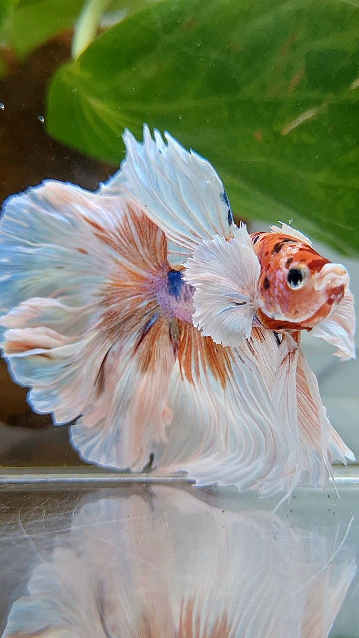 LUXURY HALFMOON DUMBO EAR ROSETAIL WHITE CANDY MULTICOLOR BETTA FISH