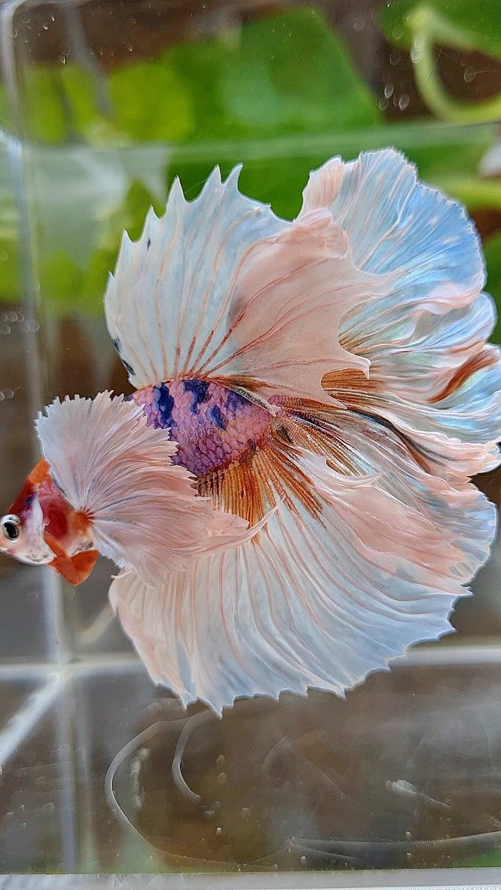 LUXURY HALFMOON DUMBO EAR ROSETAIL WHITE CANDY MULTICOLOR BETTA FISH