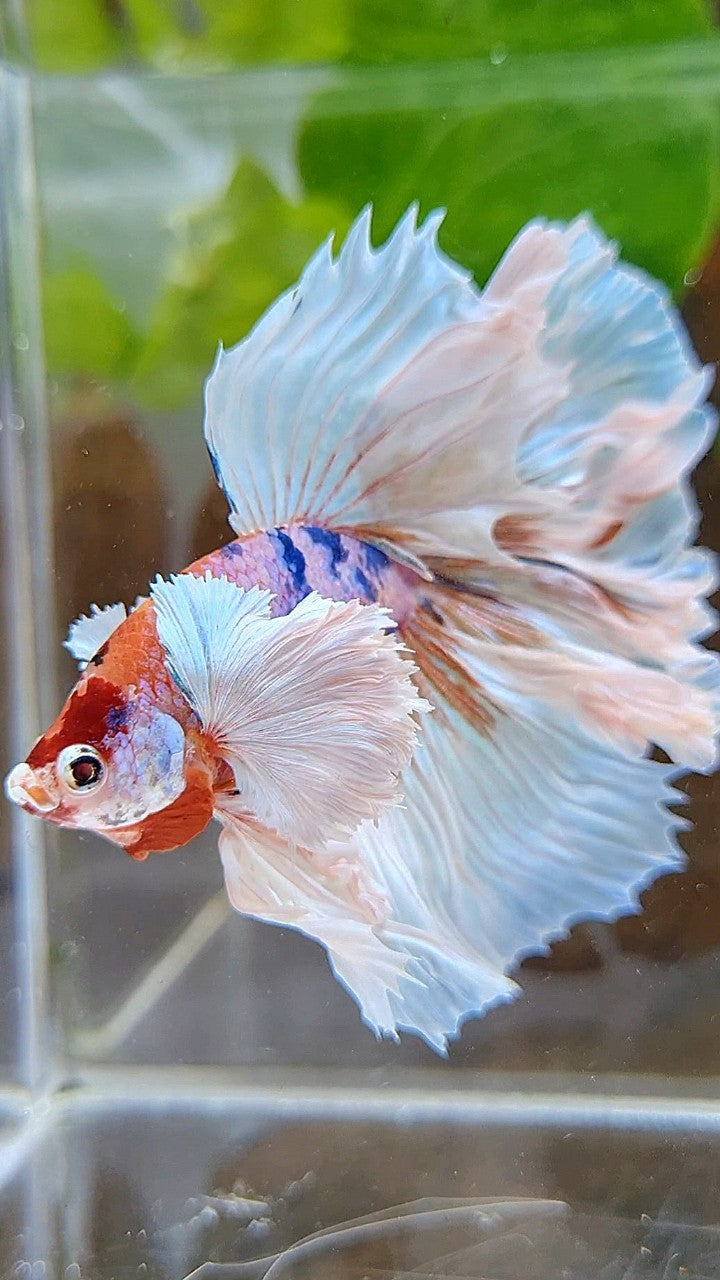 LUXURY HALFMOON DUMBO EAR ROSETAIL WHITE CANDY MULTICOLOR BETTA FISH
