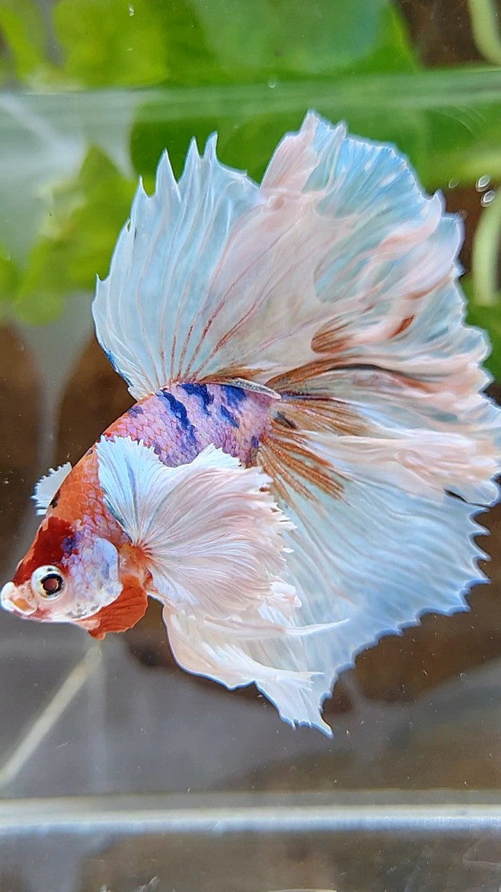 LUXURY HALFMOON DUMBO EAR ROSETAIL WHITE CANDY MULTICOLOR BETTA FISH