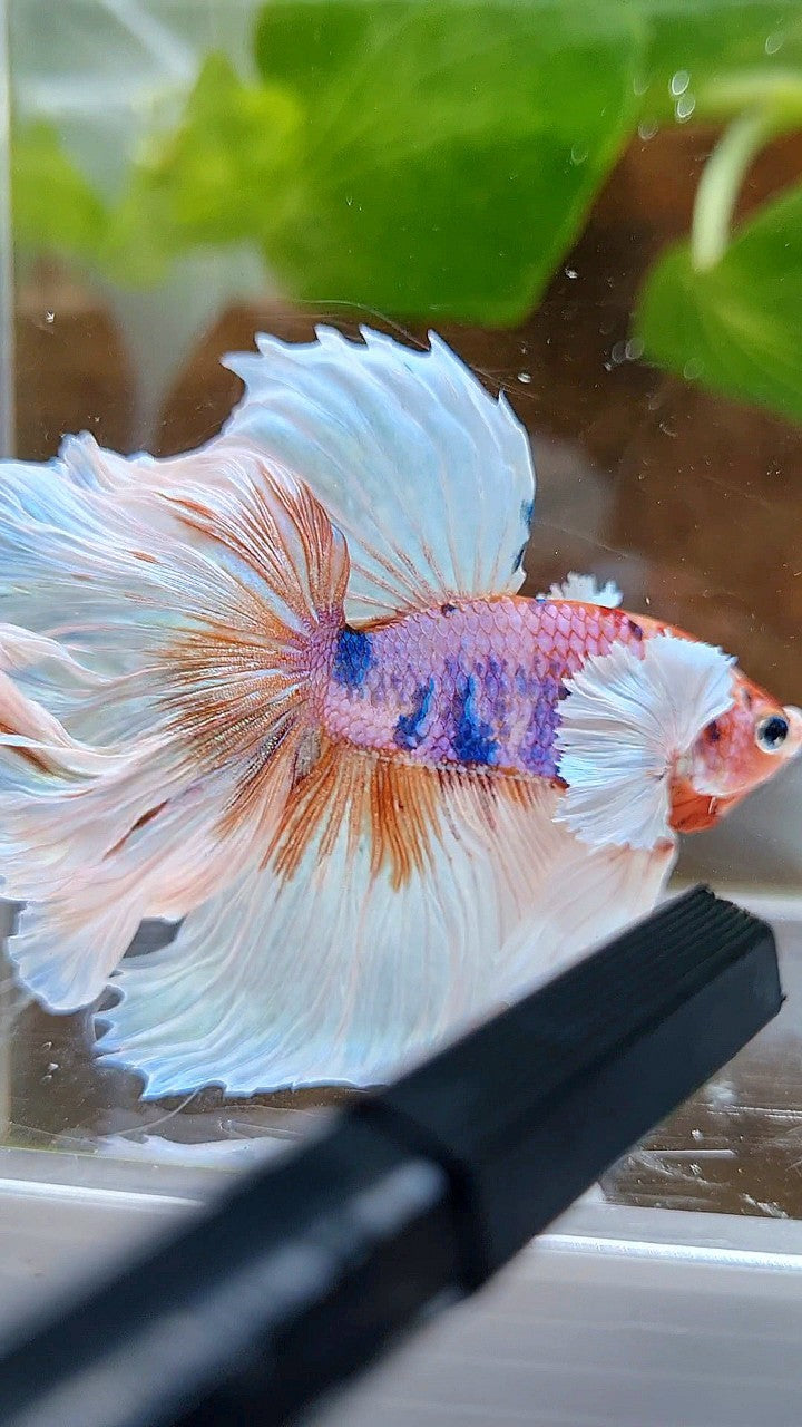 LUXURY HALFMOON DUMBO EAR ROSETAIL WHITE CANDY MULTICOLOR BETTA FISH
