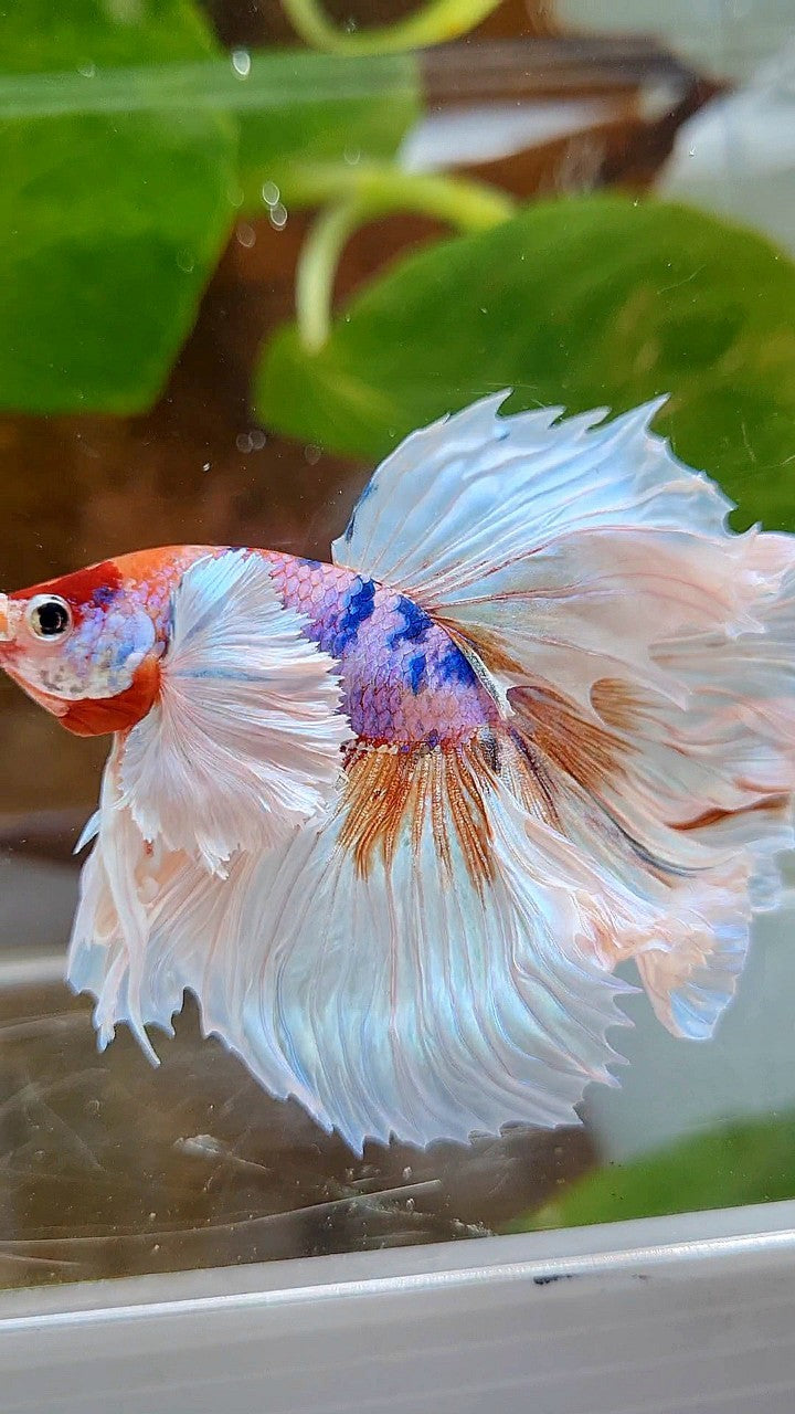 LUXURY HALFMOON DUMBO EAR ROSETAIL WHITE CANDY MULTICOLOR BETTA FISH
