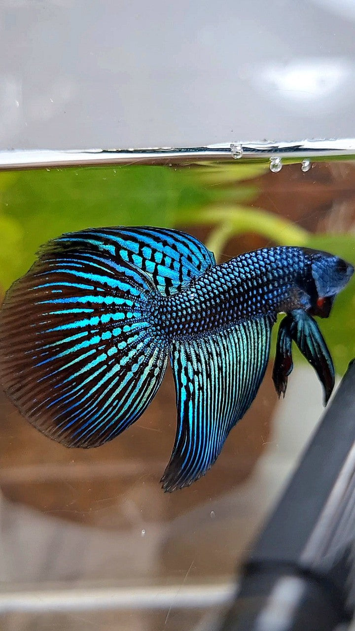 LONGFIN ALIEN GREEN HYBRID WILD BETTA FISH