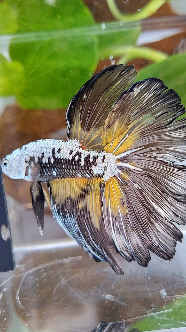 XXL HALFMOON ROSETAIL BLACK MAMBA SAMURAI YELLOW BETTA FISH