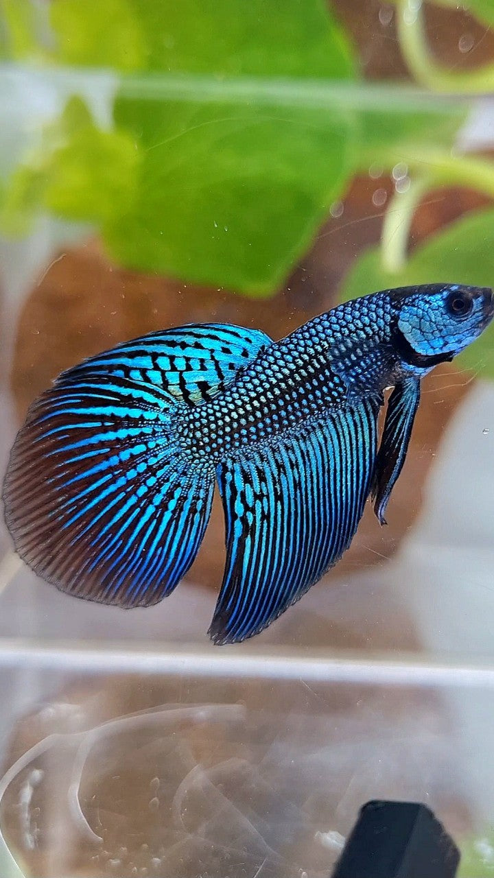 LONGFIN ALIEN GREEN HYBRID WILD BETTA FISH
