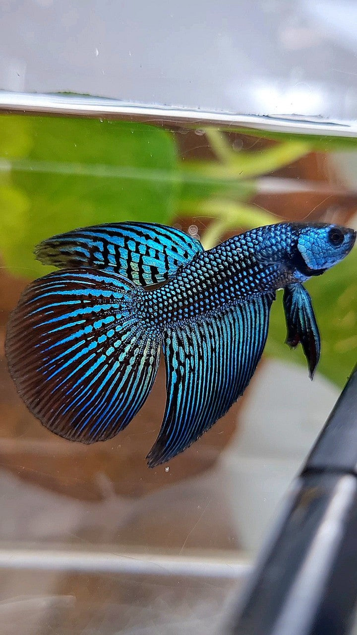 LONGFIN ALIEN GREEN HYBRID WILD BETTA FISH