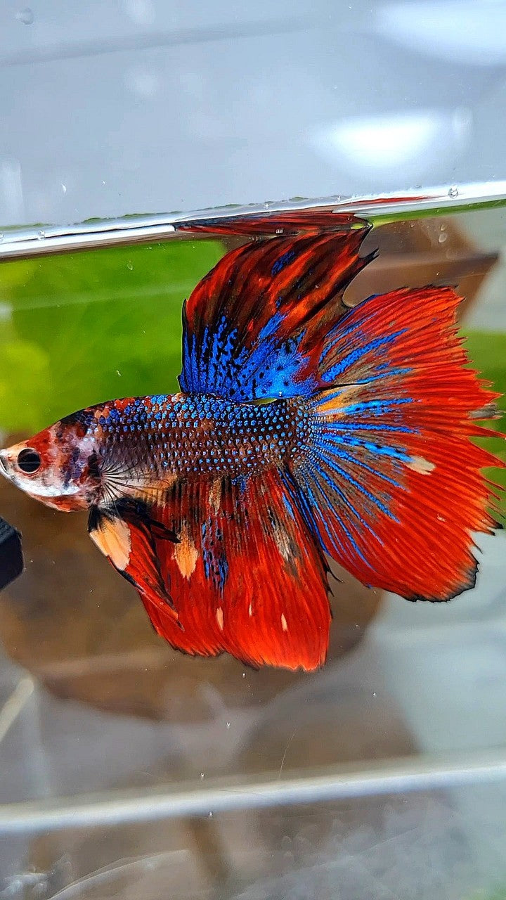 HALFMOON RED METTALIC MULTICOLOR BETTA FISH