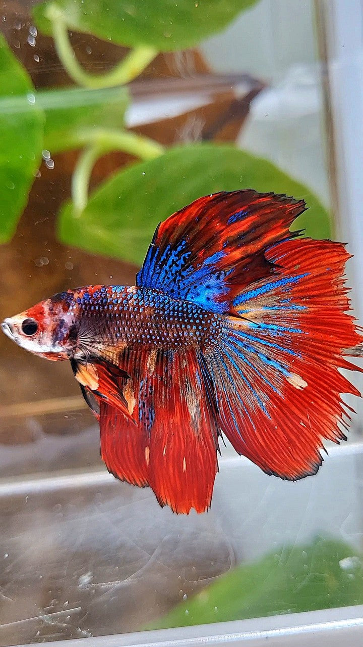 HALFMOON RED METTALIC MULTICOLOR BETTA FISH