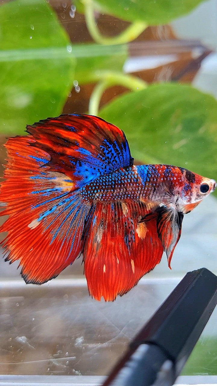 HALFMOON RED METTALIC MULTICOLOR BETTA FISH
