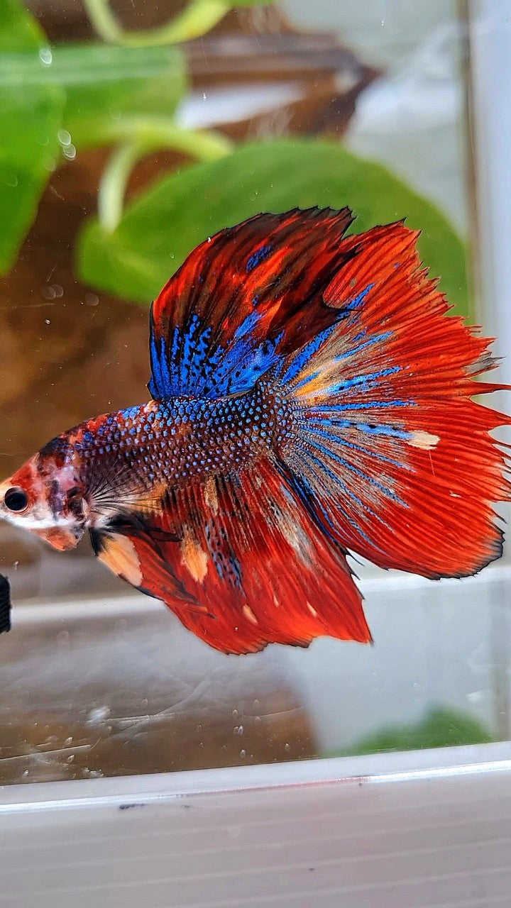 HALFMOON RED METTALIC MULTICOLOR BETTA FISH