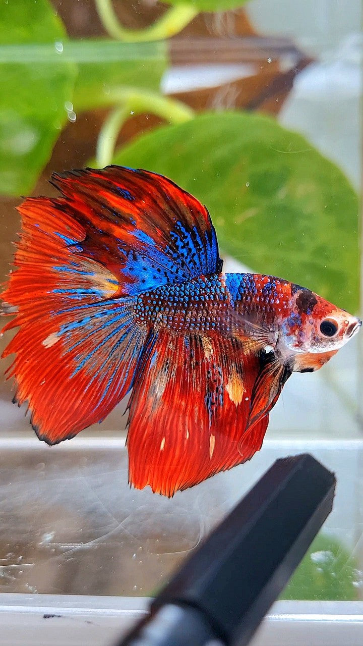 HALFMOON RED METTALIC MULTICOLOR BETTA FISH