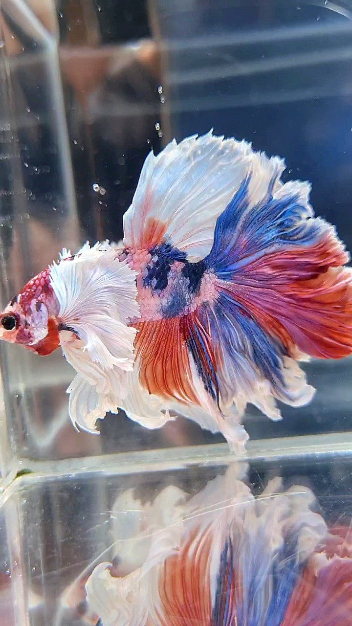 LUXURY HALFMOON SUPER DUMBO EAR FEATHER TAIL CANDY RED MULTICOLOR BETTA FISH