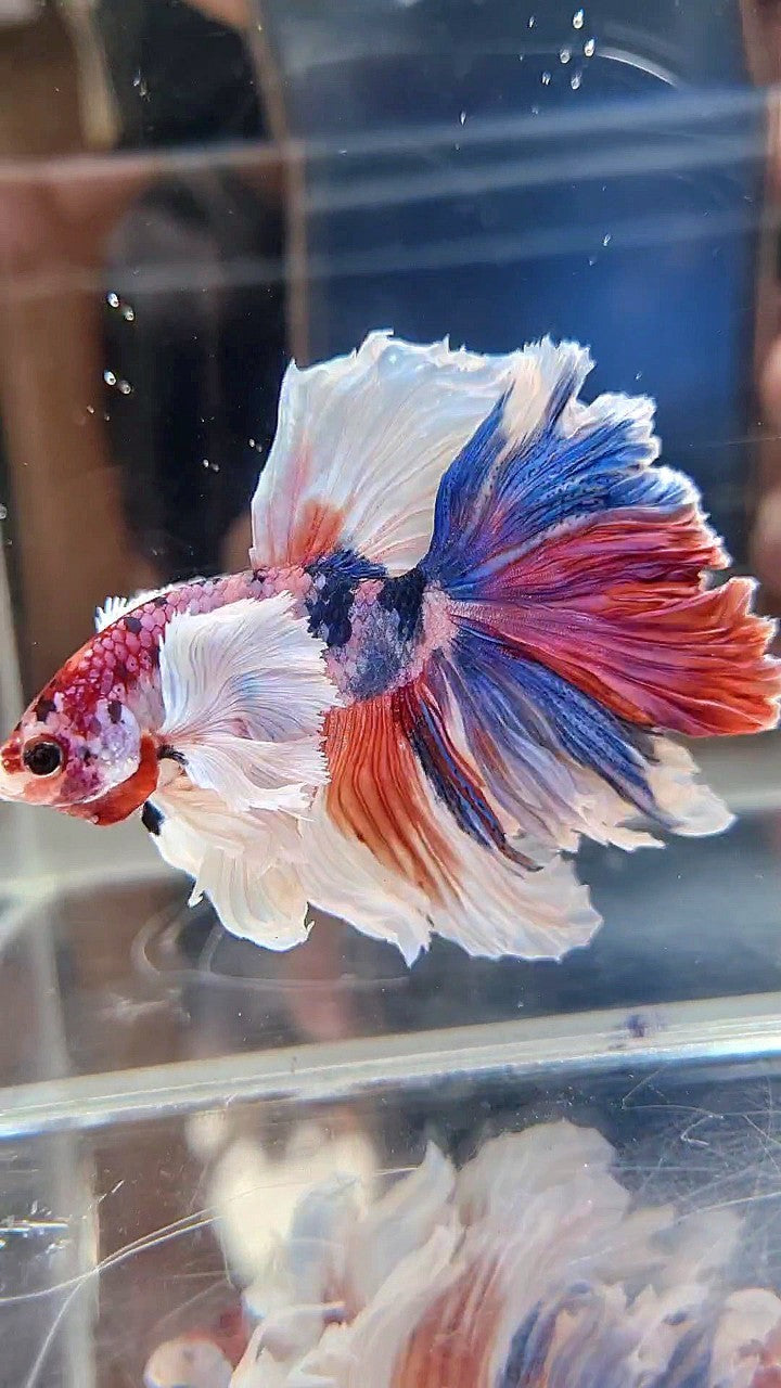 LUXURY HALFMOON SUPER DUMBO EAR FEATHER TAIL CANDY RED MULTICOLOR BETTA FISH