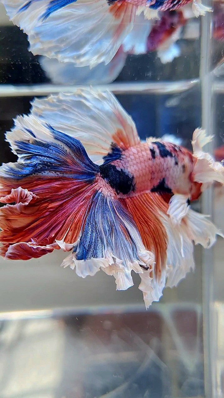 LUXURY HALFMOON SUPER DUMBO EAR FEATHER TAIL CANDY RED MULTICOLOR BETTA FISH